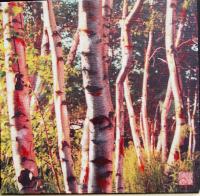 Birch Trees CANADA